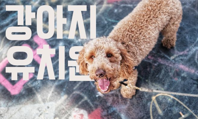 서울 강아지 유치원 비용