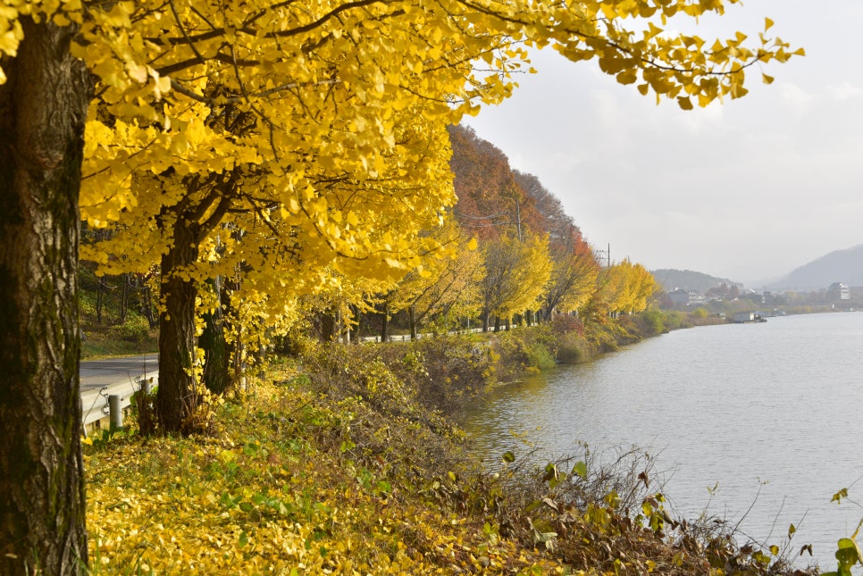 가을단풍드라이브