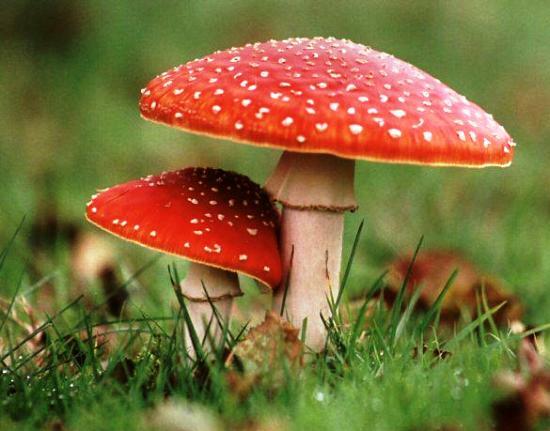 붉은 갓 광대버섯