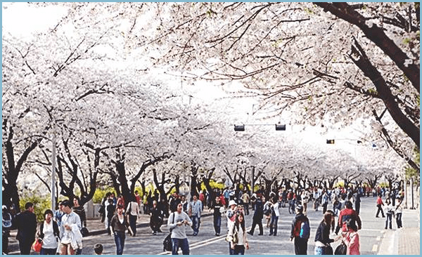 봄나들이-여의도-봄꽃축제