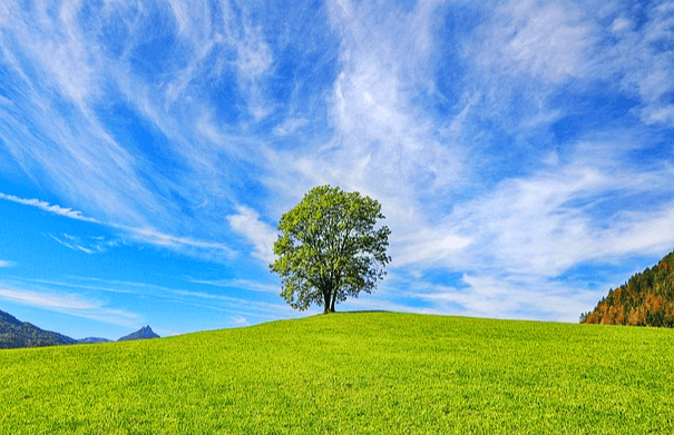 푸른 들판에 나무 한그루가 있다. 하늘은 파랗고 옅은 하얀 구름이 있다.