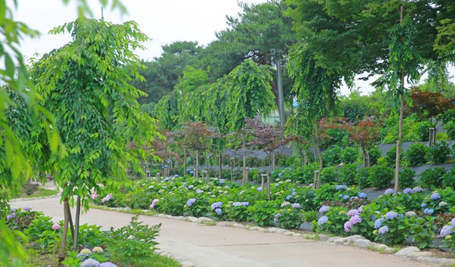 2025 유구색동수국정원 꽃 축제