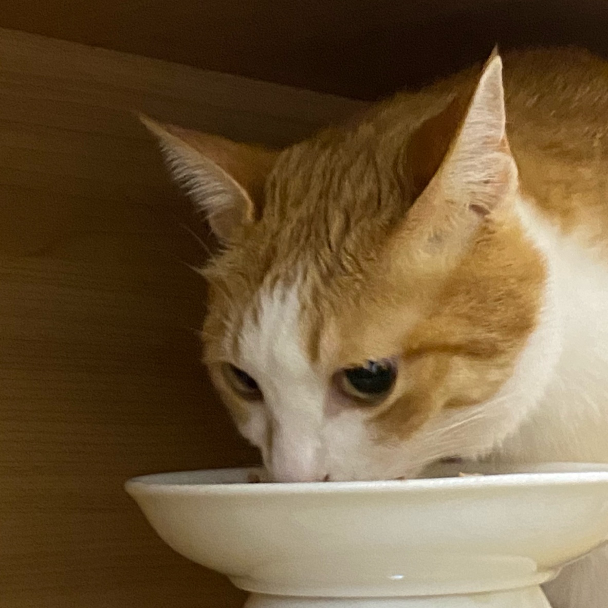 황달로_병원에_입원한_치즈냥이_호야_14