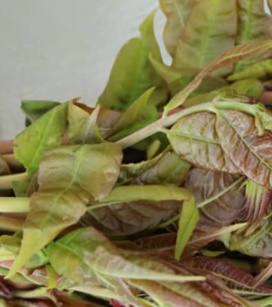 가죽나물고추장장아찌 만드는법