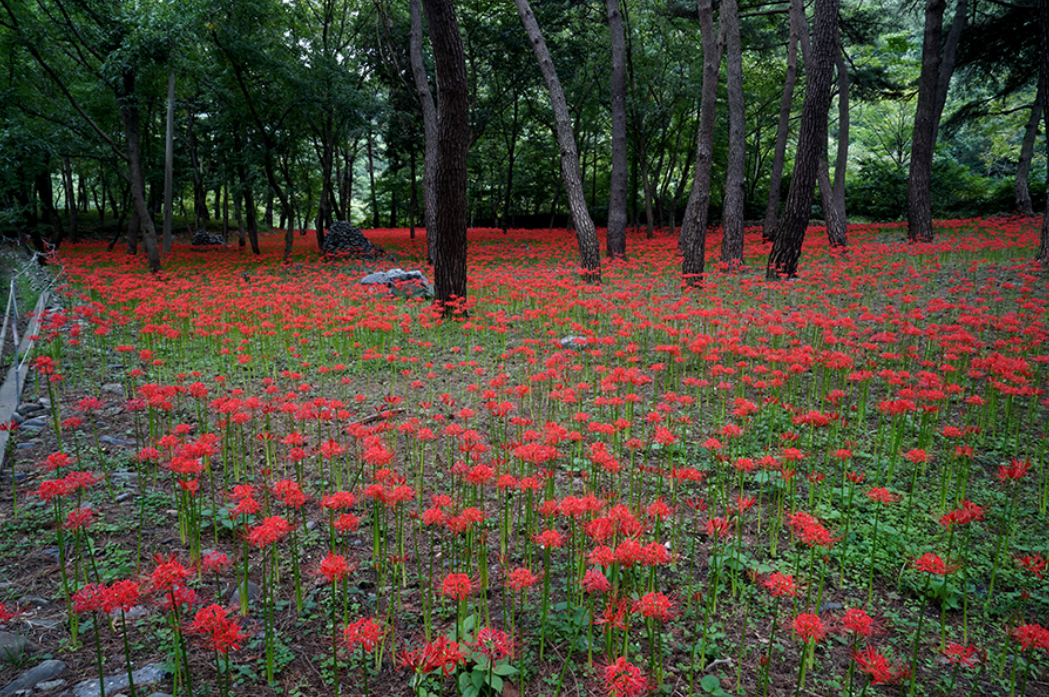 성주산-자연휴양림