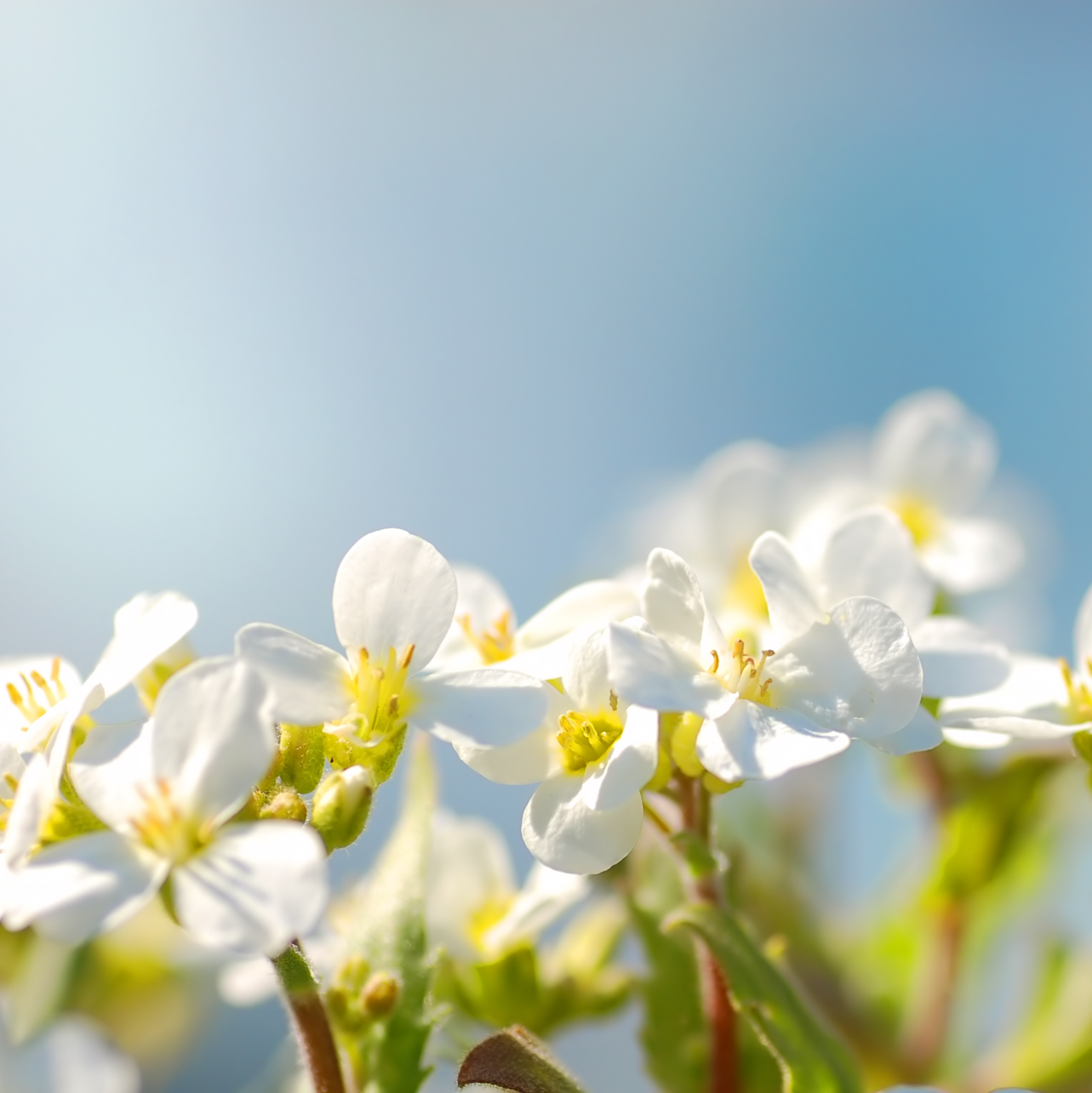 태안 튤립축제 2025 일정&amp;#44; 