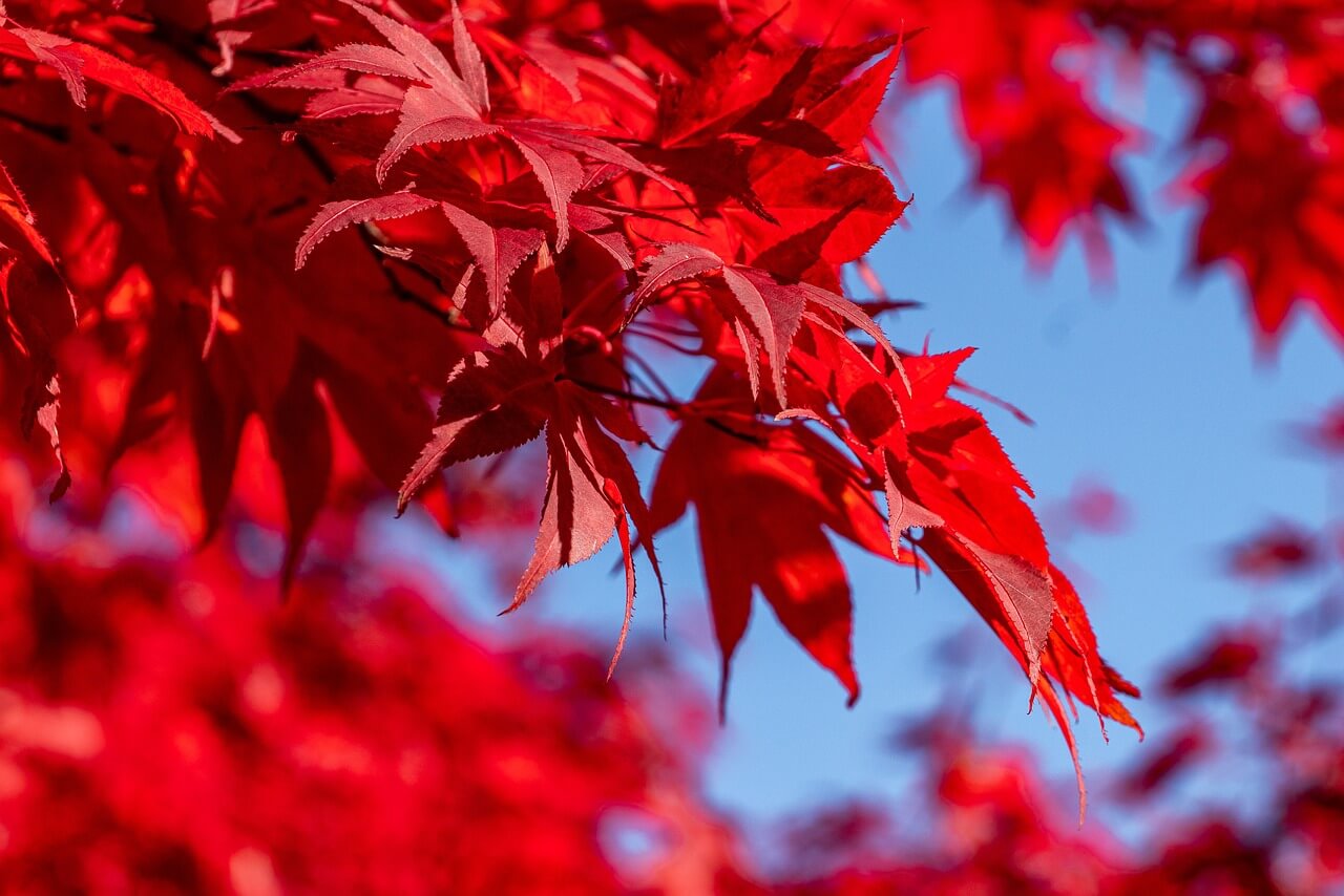 화담숲 예약