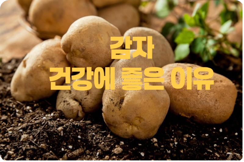 감자가 건강에 좋은 이유와 올바른 보관 방법