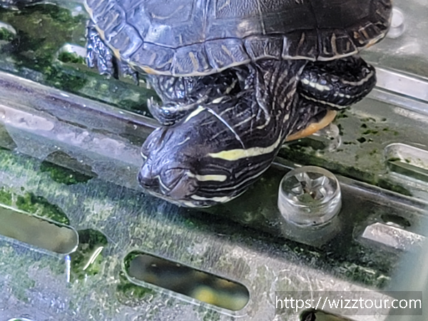 커먼머스크터틀_잠자는_모습