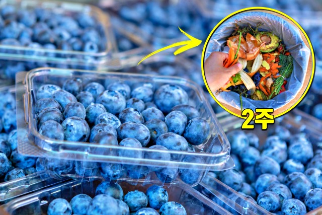 블루베리, 유통기한 지나면, 먹으면 안되는 음식,건강 팁줌 매일꿀정보