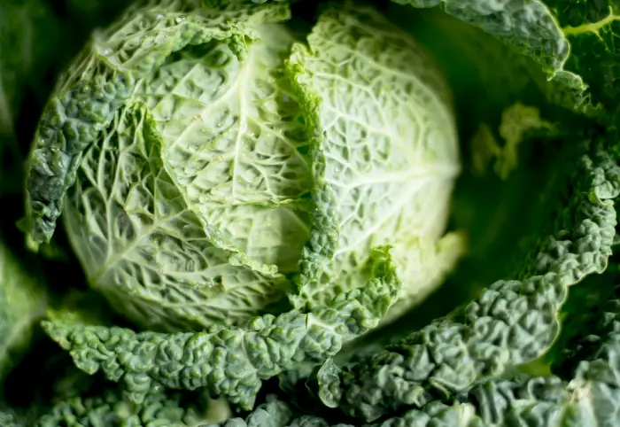 김장배추 절이는 시간