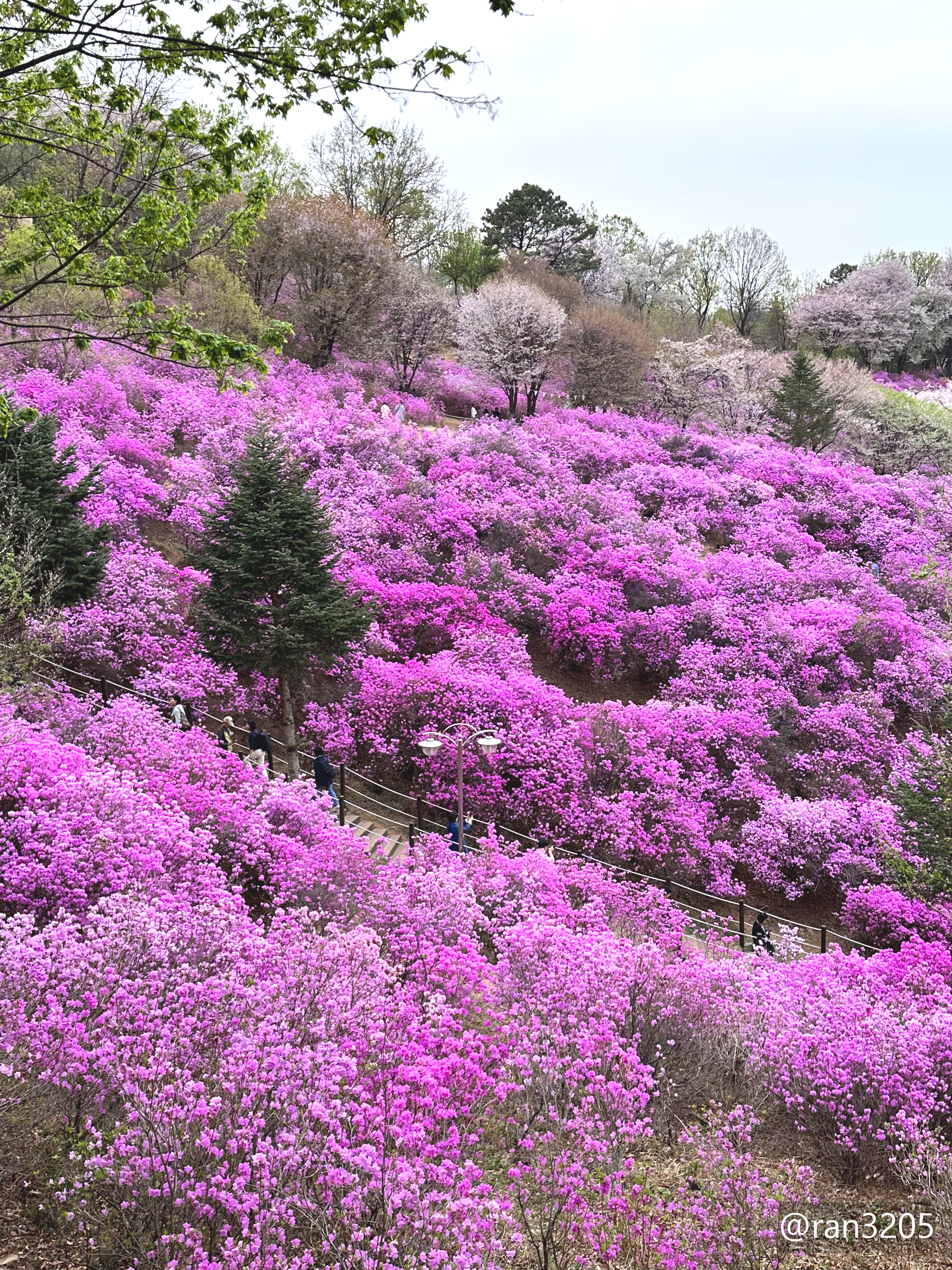 부천 진달래동산