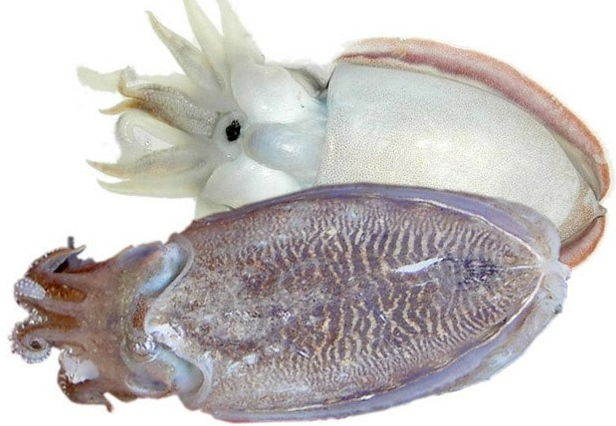 꼴뚜기효능 갑오징어효능 장항항 수산물 꼴갑축제