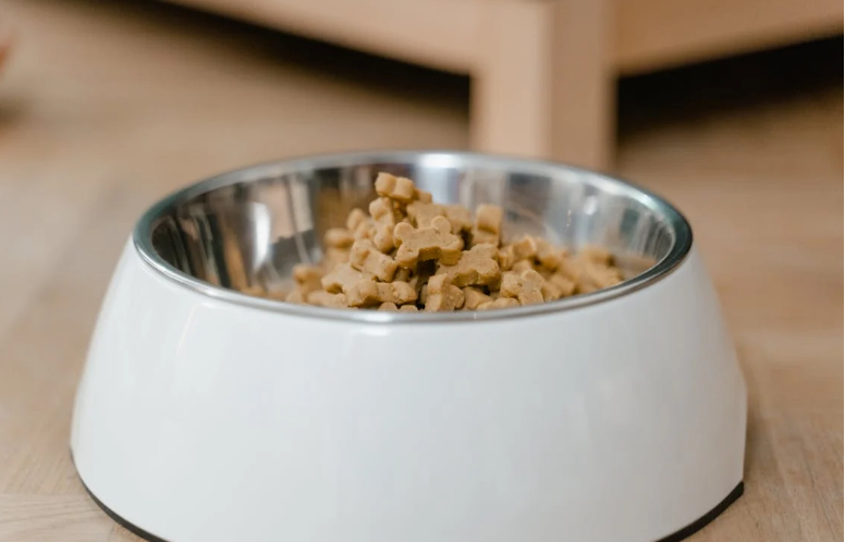 강아지 영양식 관련 사진