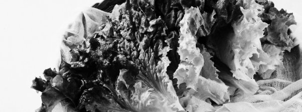 상추 영양소 (단백질, 지방, 당질, 칼슘, 인, 철분, 비타민 A, 비타민 C)