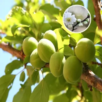 매실 수확시기_5