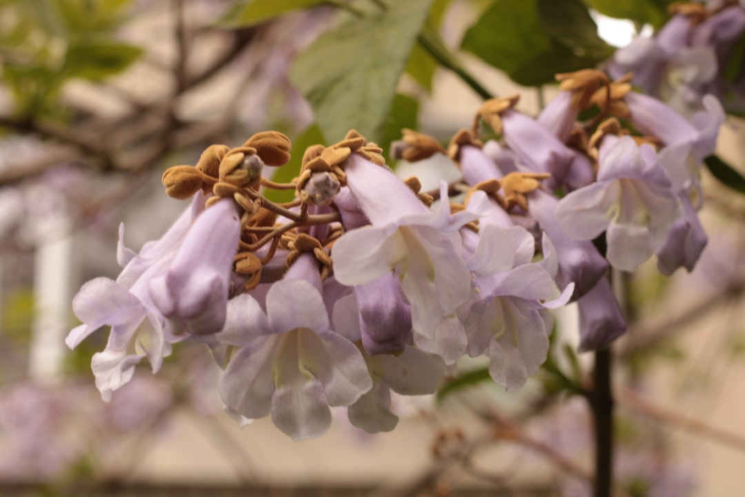 Paulownia