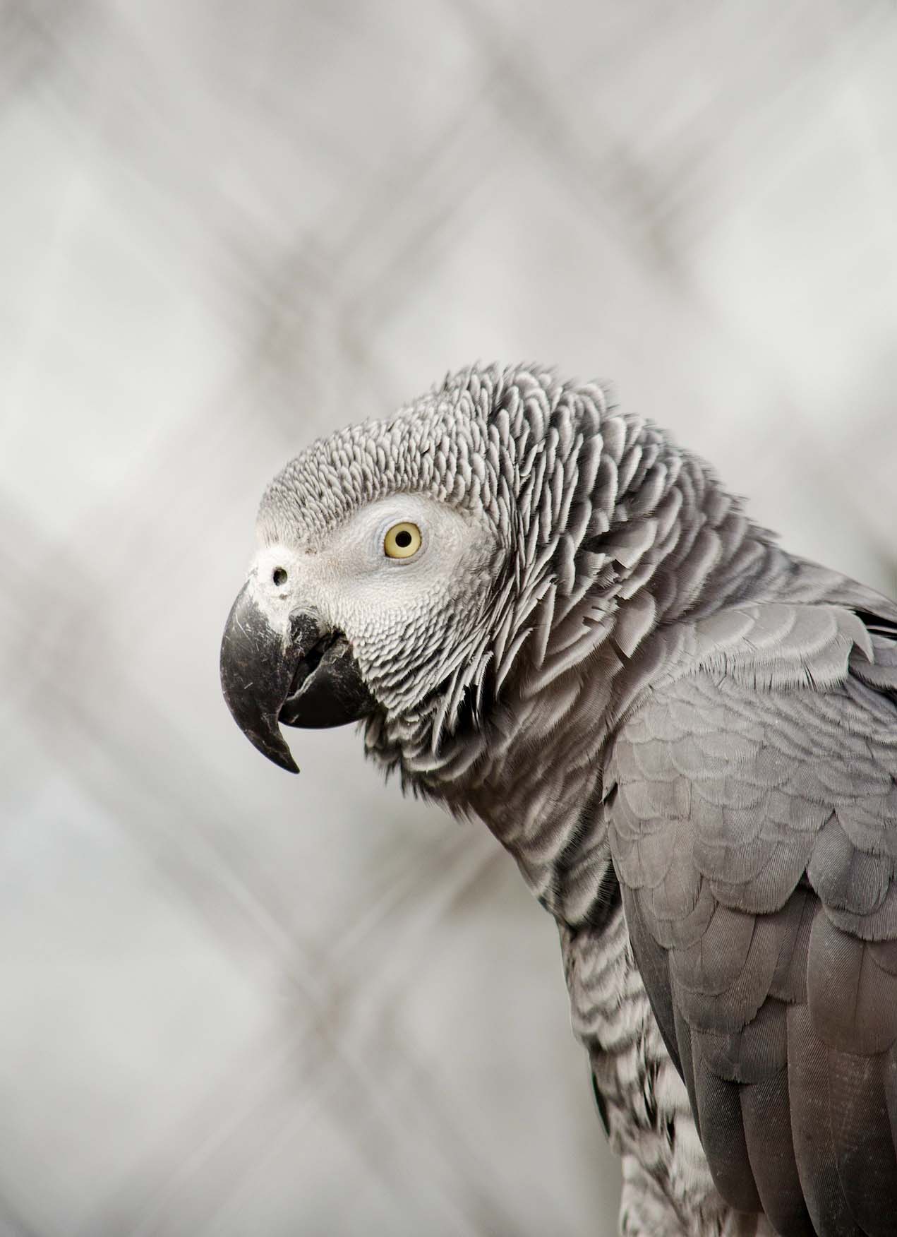 회색 앵무새 관련 사진