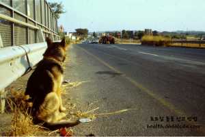 고양이 로드킬 신고 동물 사체 처리 보상