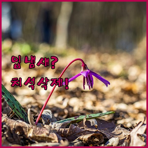 강아지 입냄새 제거와 치석 관리 덴탈..