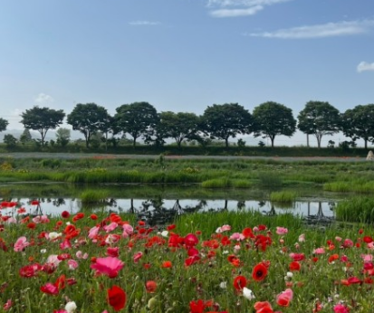 '100억송이' 가을꽃