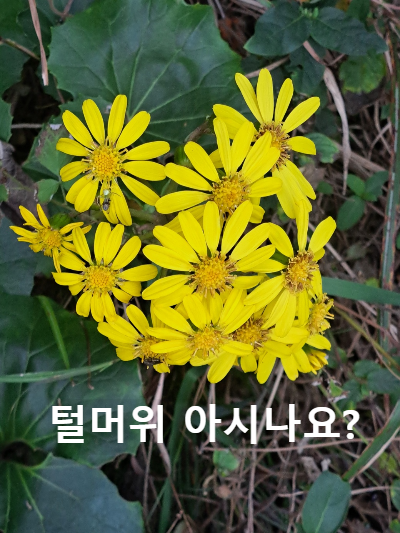 가을의 야생화 털머위 아시나요? 털머위의 특징 효능 서식지 모든 것