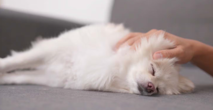 강아지 영양제 복용 시 주의점.