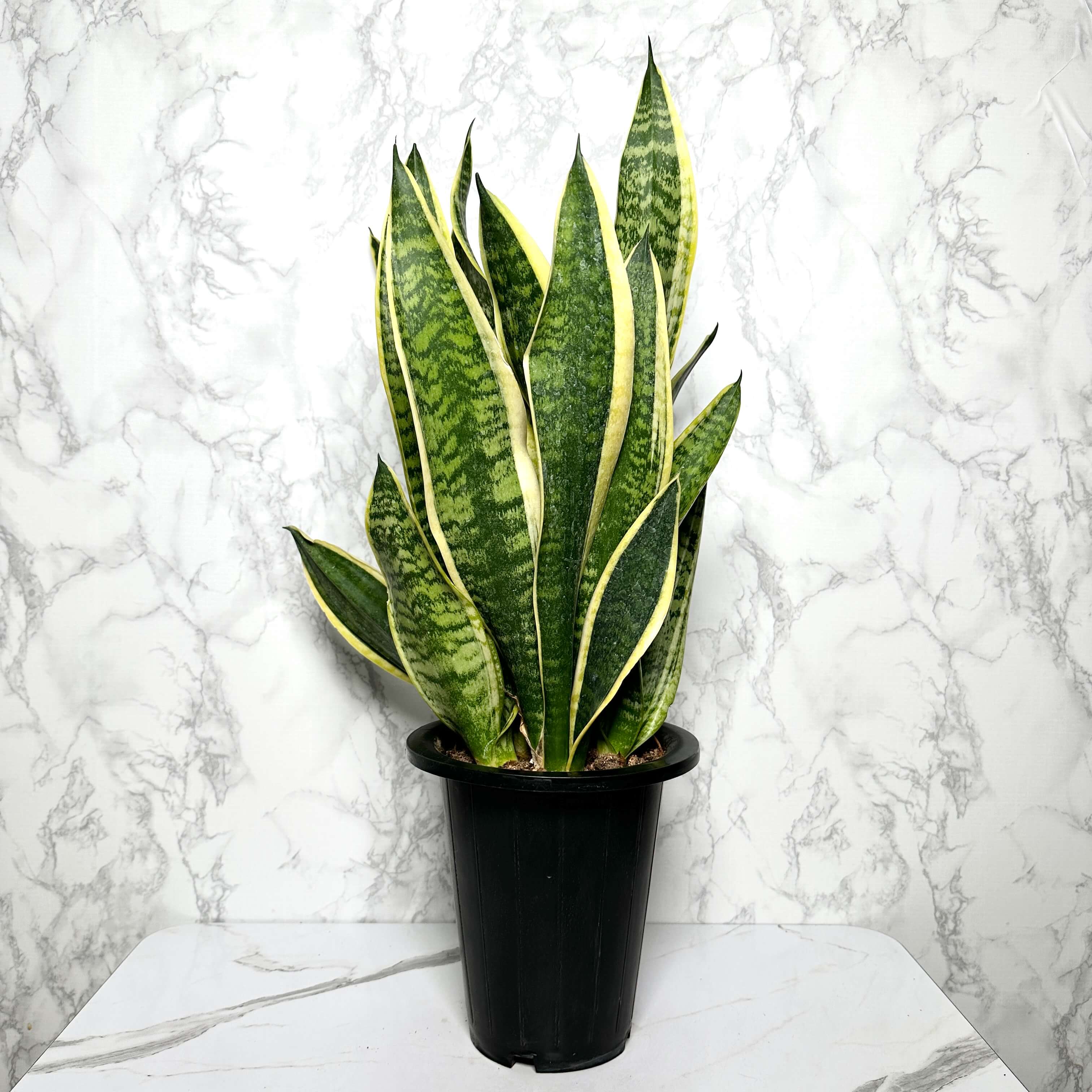 식물 판매 사이트 추천