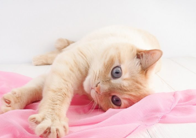 마루에 누운 천을 가지고 노는 고양이