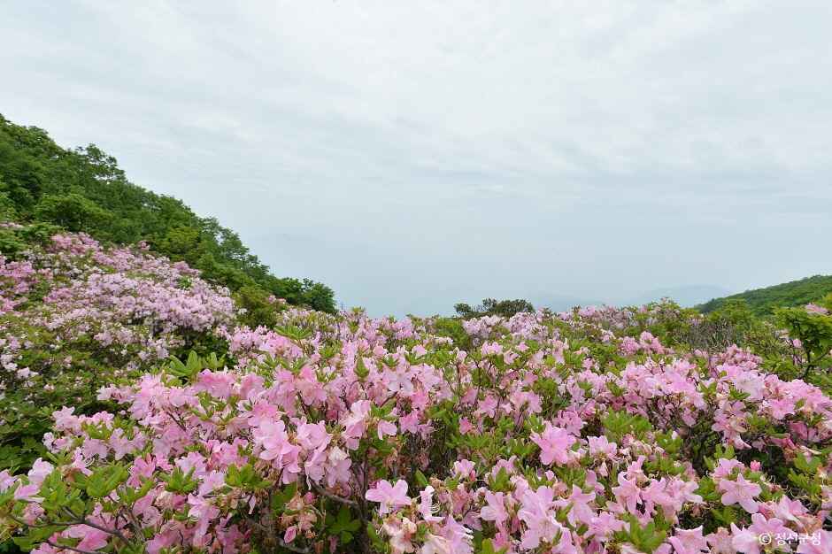 두위봉 철쭉제 산맥 페스티벌