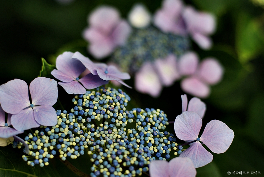 태종대수국사진