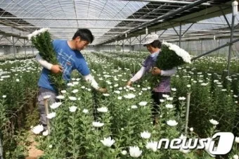 국화 재배 절화용 키우기 생장 조절 개화 유도_8