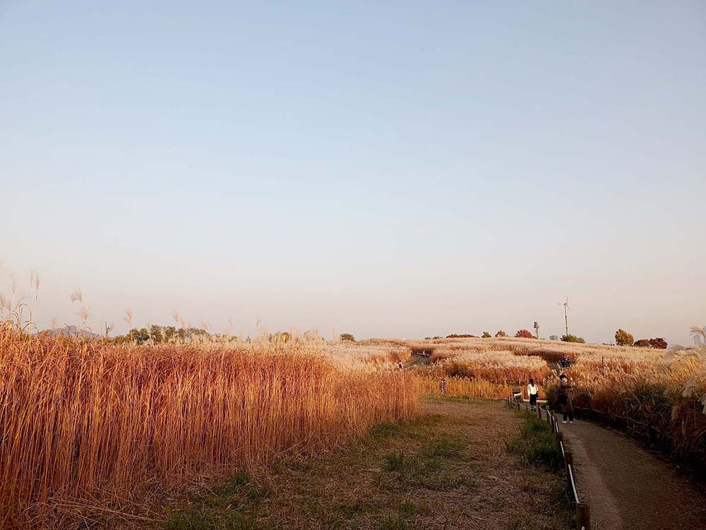 11월 건강한 도전: 10만보 걷기챌린지: 하늘공원