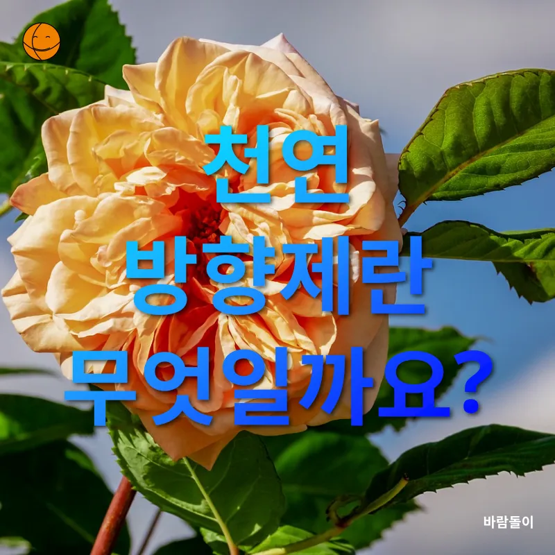 천연 방향제_1