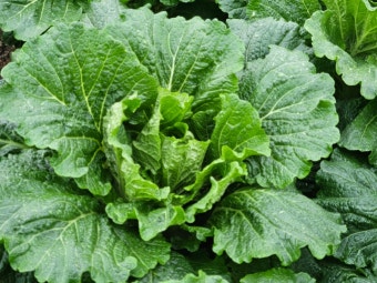 10월 제철음식 배추