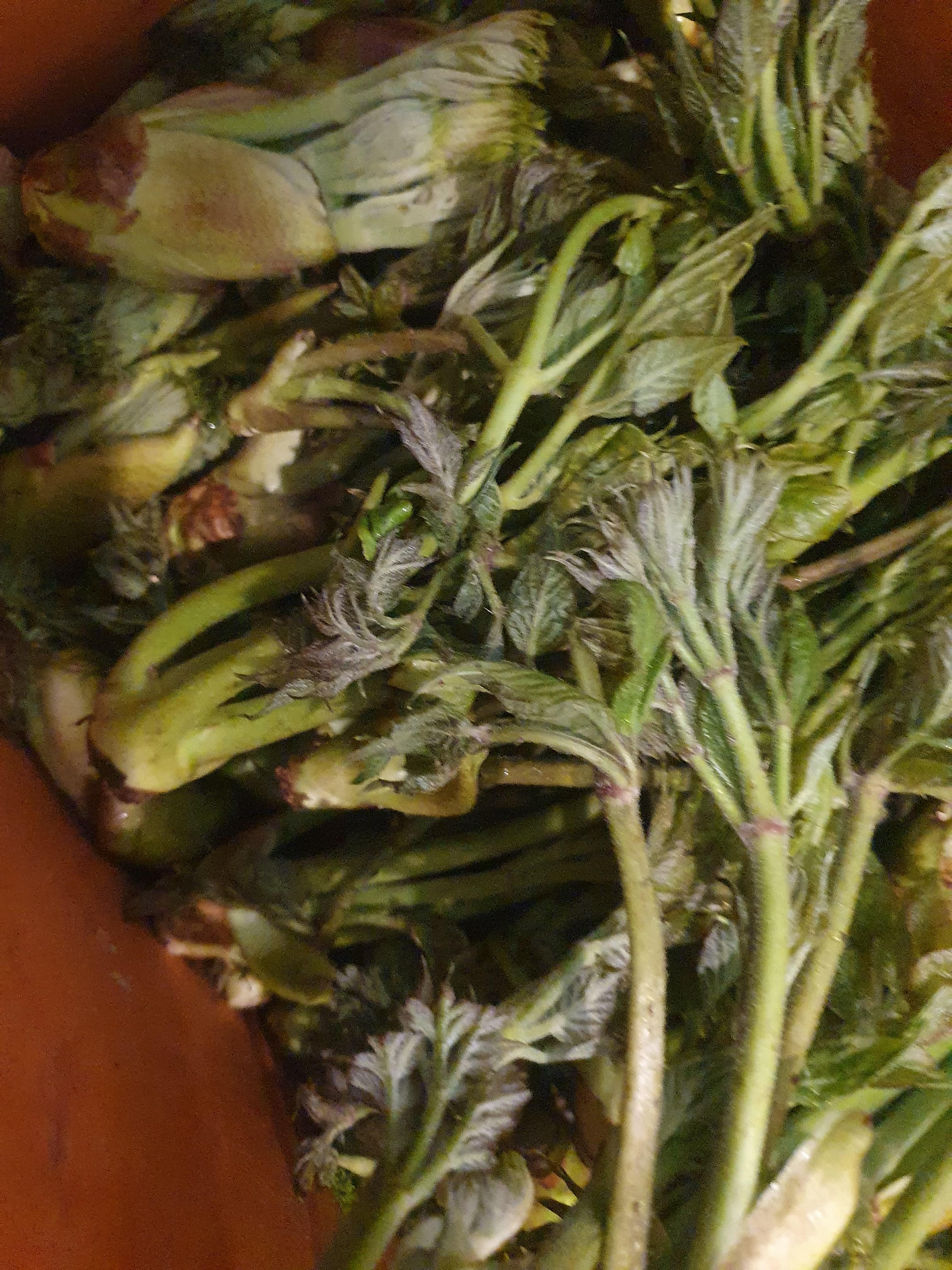 두릅 효능 가격 두릅 먹는 방법