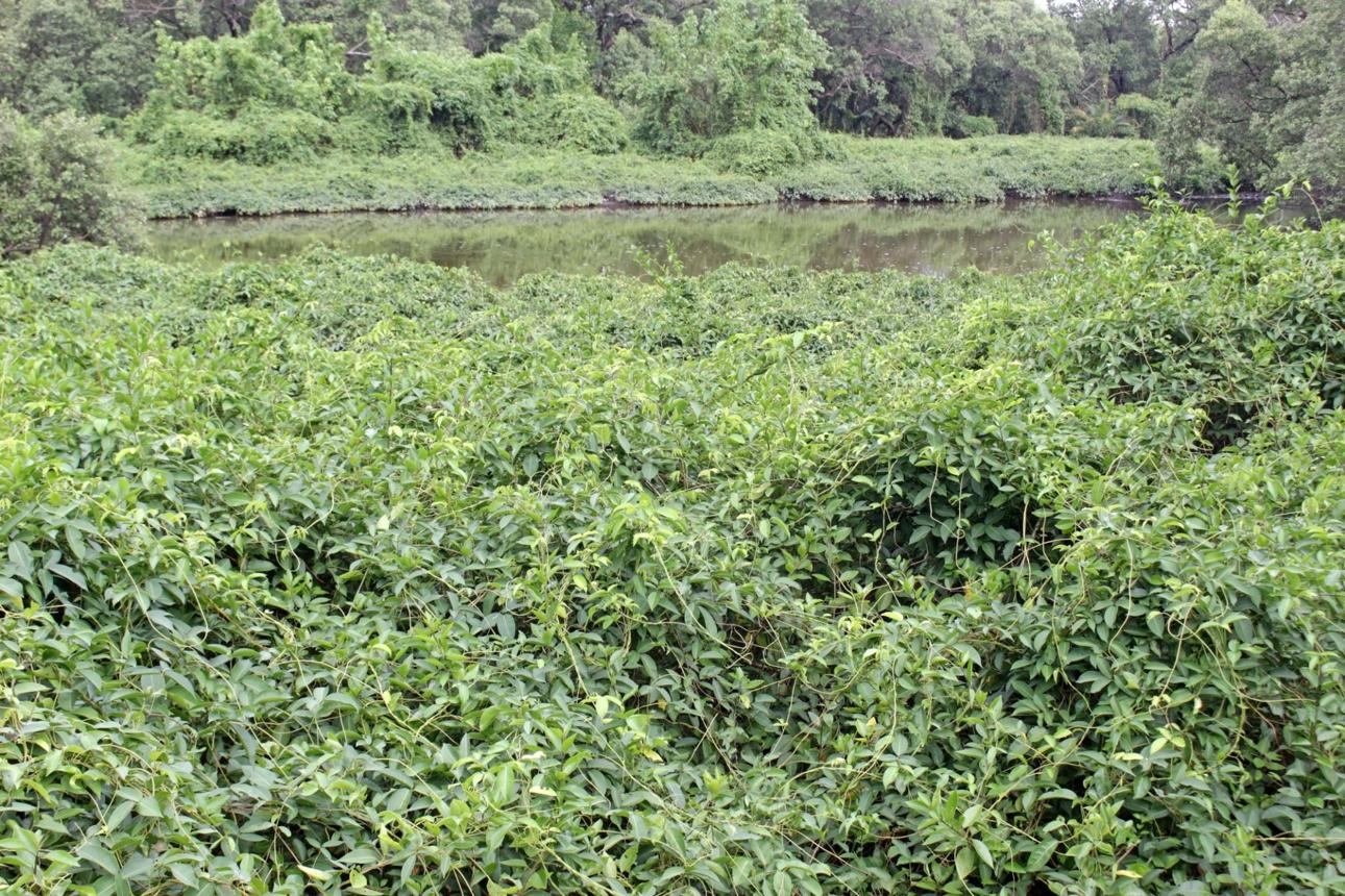 을해일주 물상 : 물과 수초