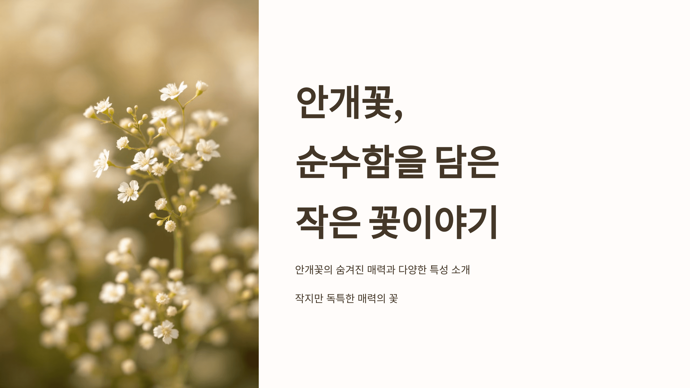 안개꽃 사진입니다.