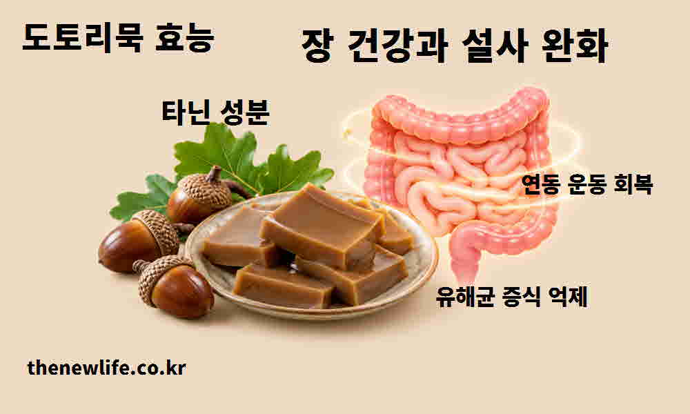도토리묵 효능 장 건강 설사 완화