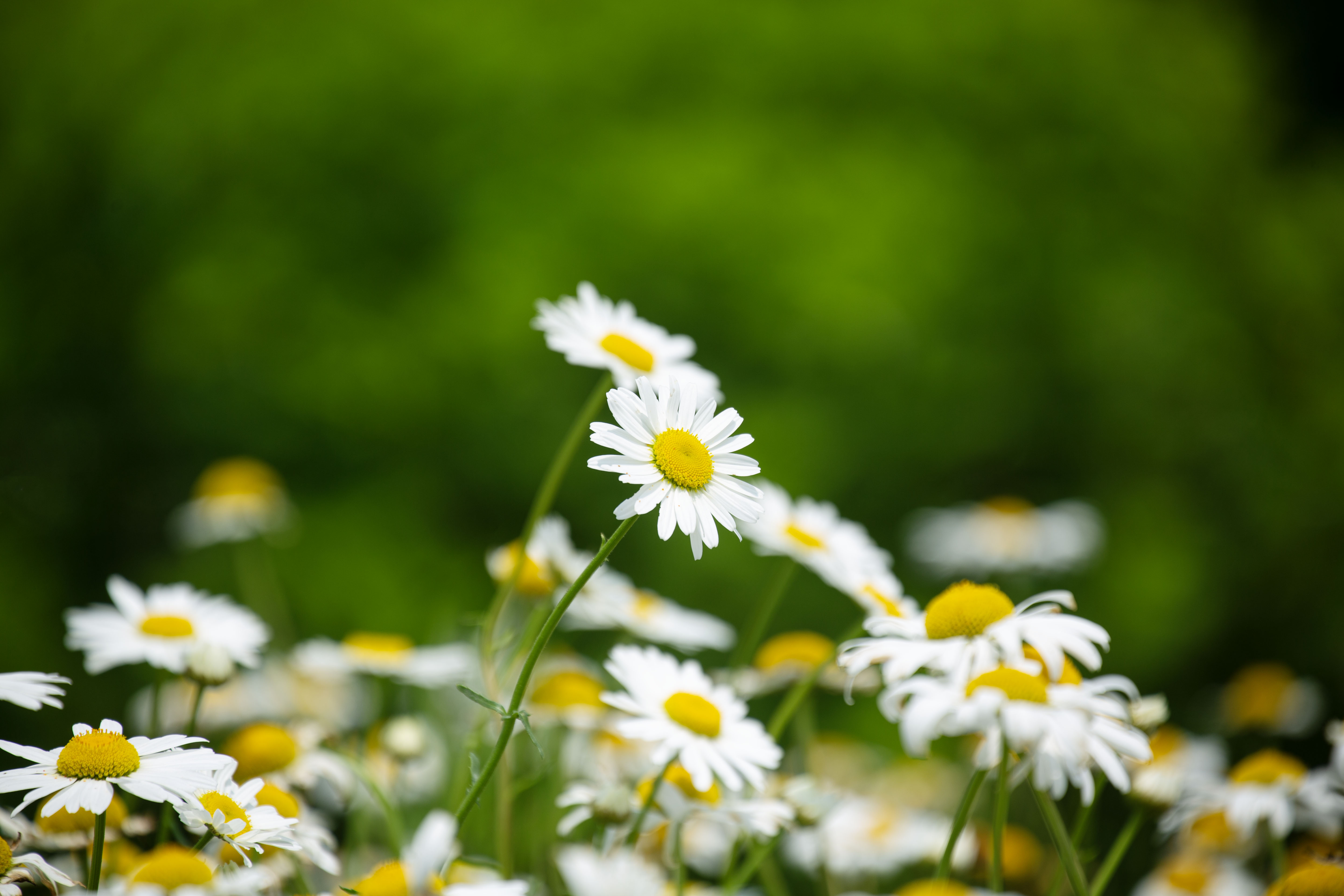 봄꽃 절정 시기