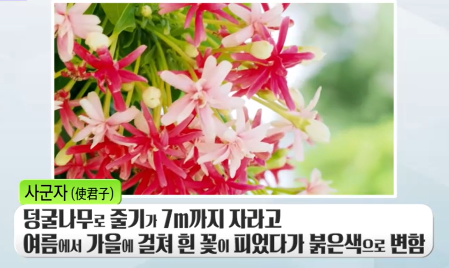 전립선 비대증에 좋은 사군자
