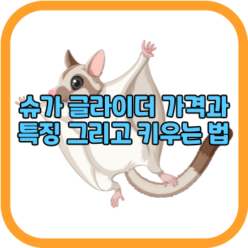 슈가 글라이더 가격과 특징 그리고 키우는 법