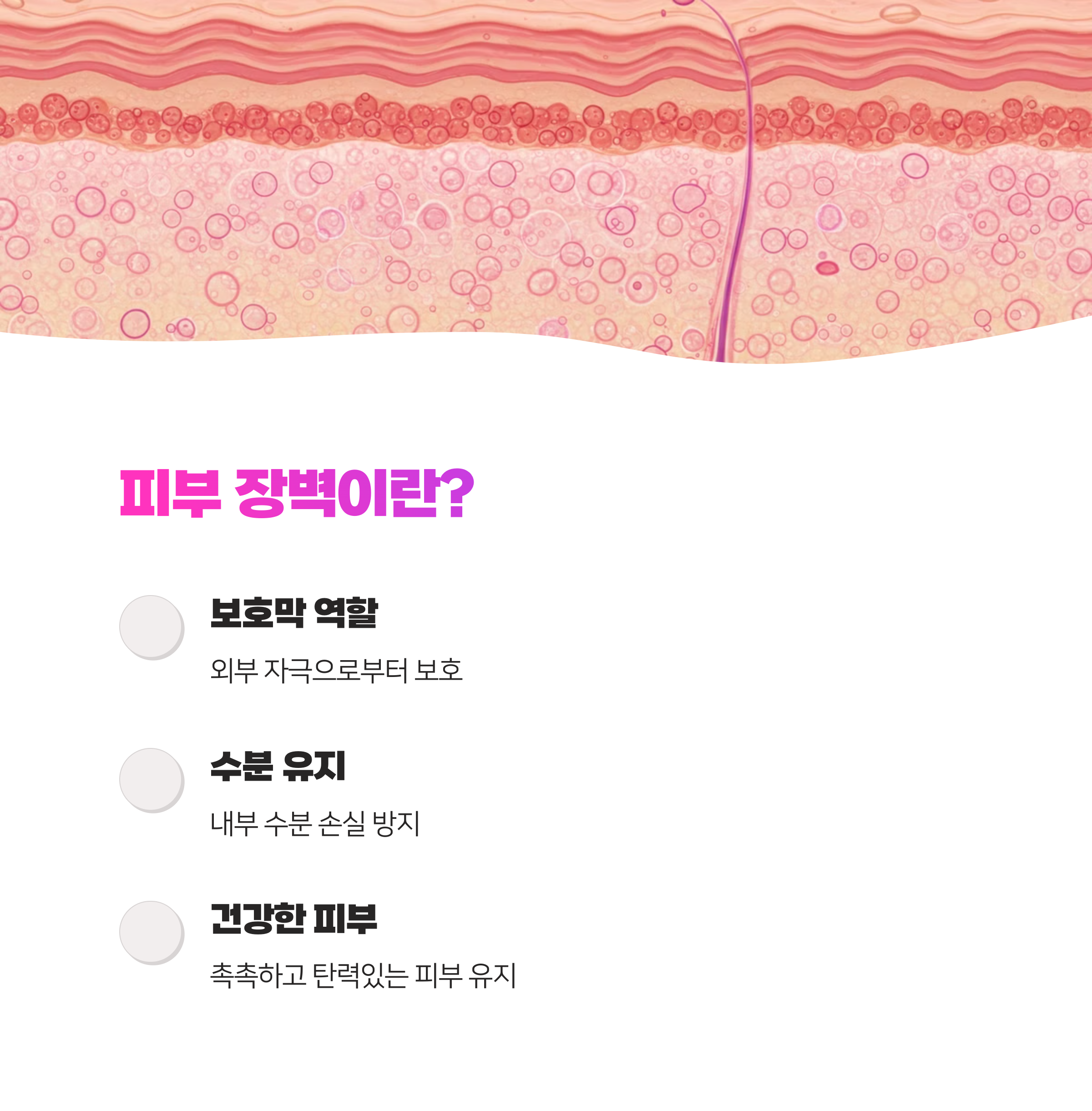 피부 장벽 강화에 도움 되는 술안주: 과학적 접근과 실용적 제안