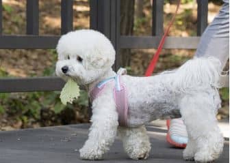 성북구 '우리동네 동물병원' – 20만원 무료 진료, 취약계층 반려동물 건강 지킴이!