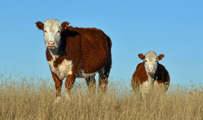 2025년 5월 소띠 운세