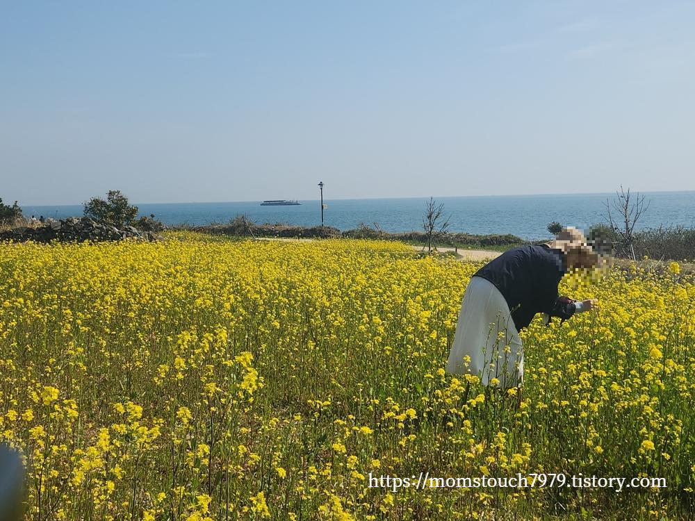 슬도 유채꽃 풍경