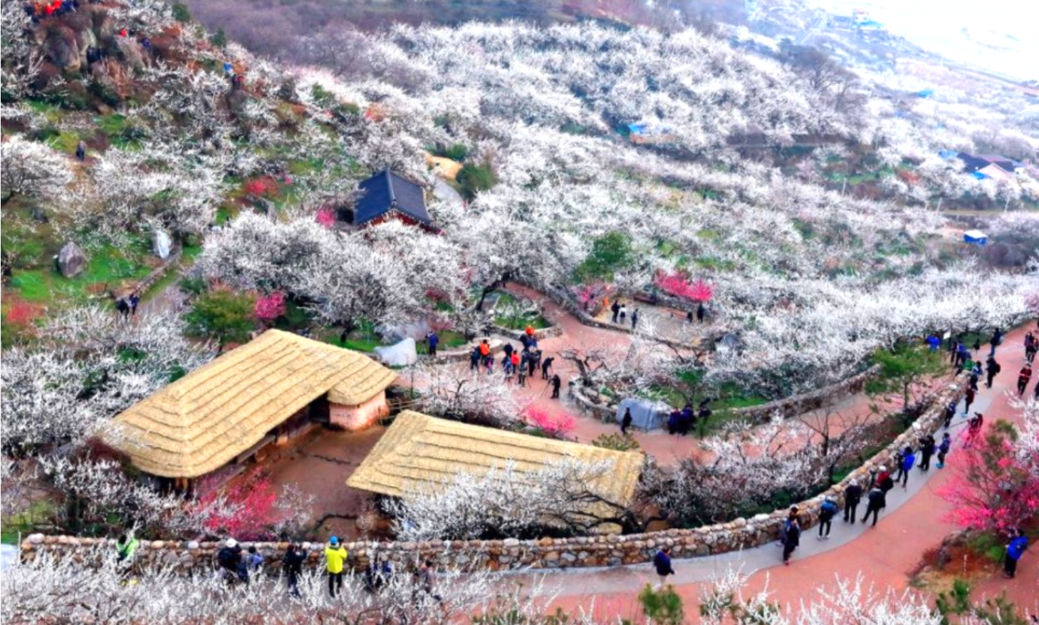 광양 매화축제