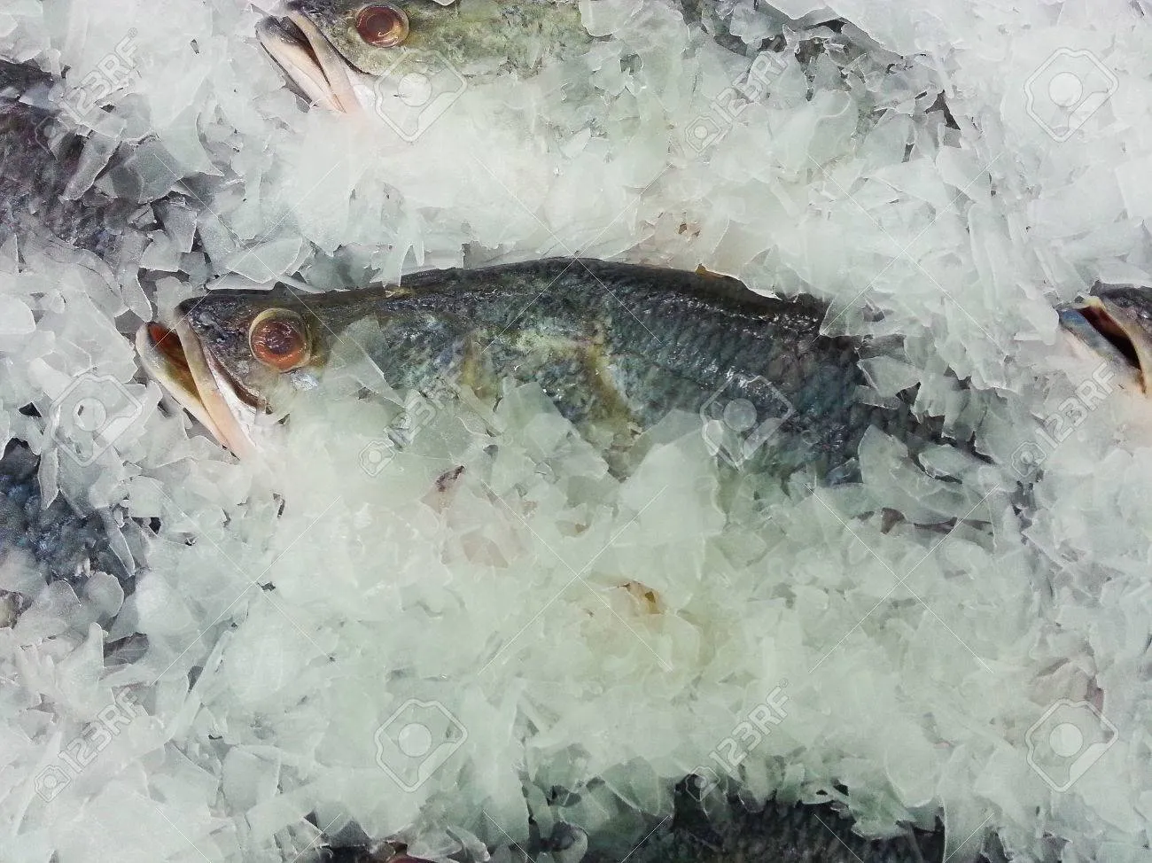 냉동생선 해동 생선 맛있게 굽기 꿀팁_4