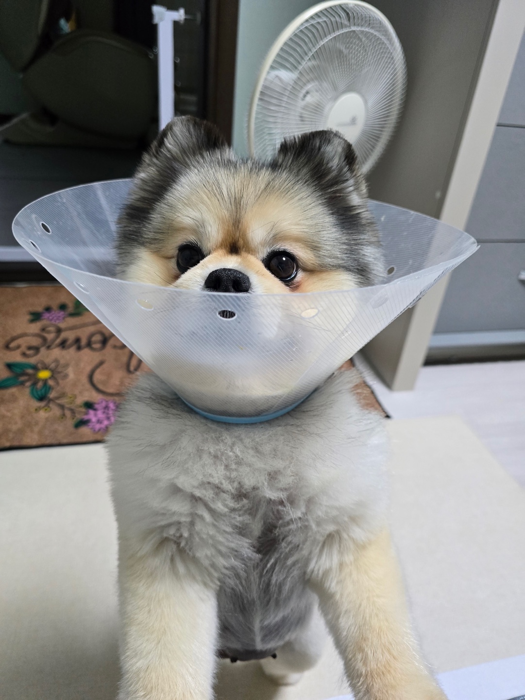 강아지 넥카라 관련 사진