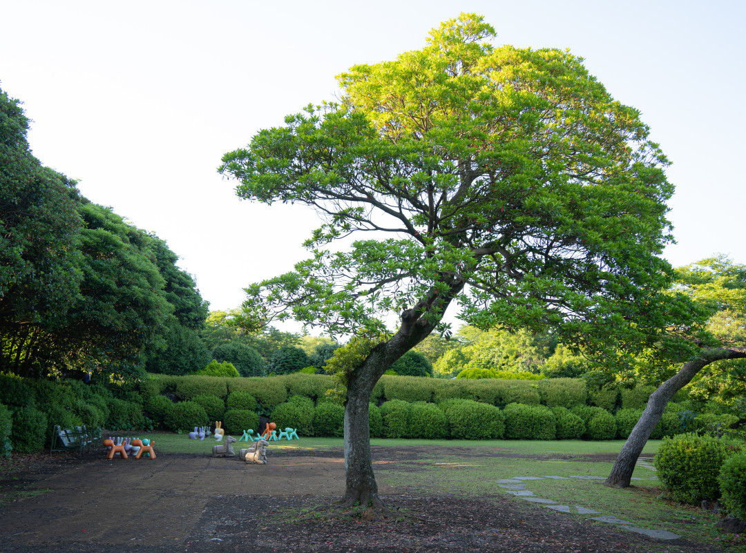 카멜리아힐 단체 관광